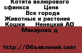 Котята велюрового сфинкса. .. › Цена ­ 15 000 - Все города Животные и растения » Кошки   . Ненецкий АО,Макарово д.